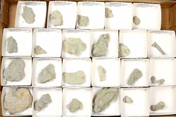 Lot: Blastoid Fossils On Shale From Illinois - Pieces #134134